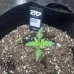 Gorilla Zittles Fastbuds