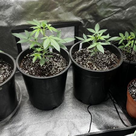 420 fastbuds #2