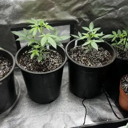 420 fastbuds #2