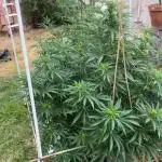 2025 outdoor