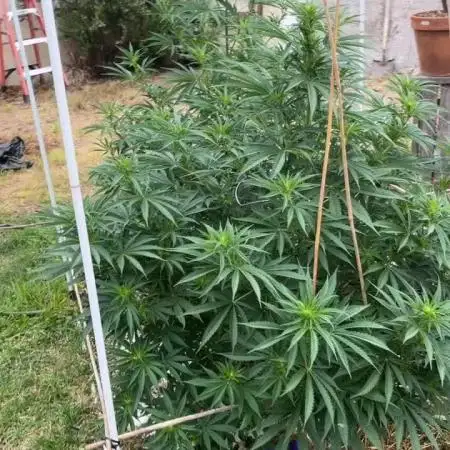 2025 outdoor
