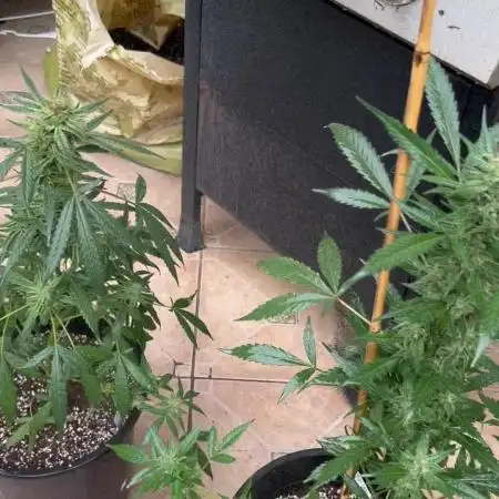 420 fastbuds #2