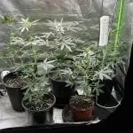 420 fastbuds #2