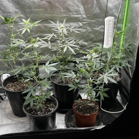 420 fastbuds #2