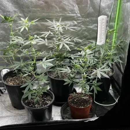 420 fastbuds #2