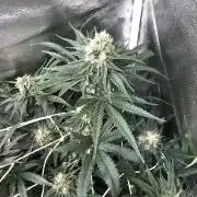 Gorilla Fast Gutmut Saatgut