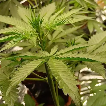 Original strain FastBuds