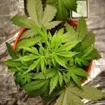 Northern Lights Auto FB