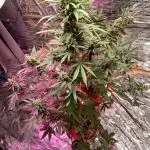 Original strain FastBuds