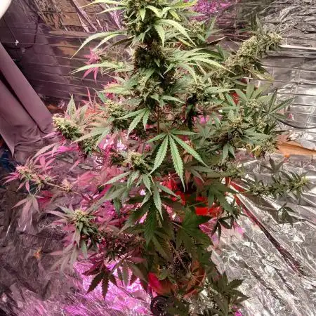 Original strain FastBuds