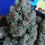 Original strain FastBuds