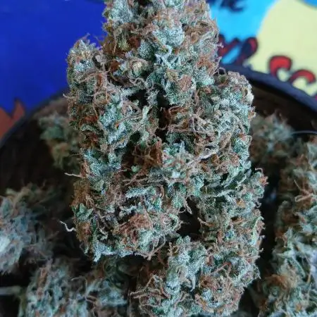 Original strain FastBuds