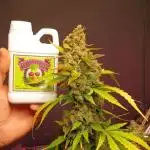 Original strain FastBuds