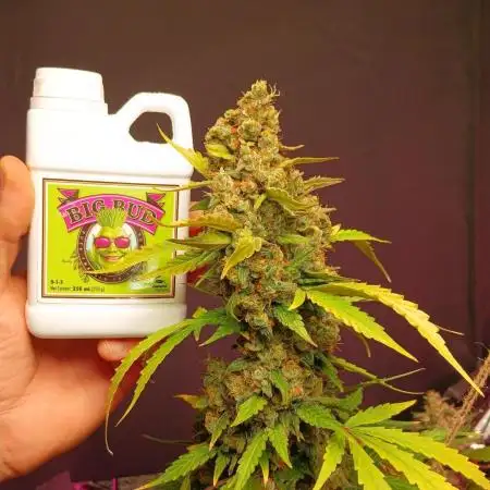 Original strain FastBuds