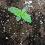 Northern Lights Auto FB