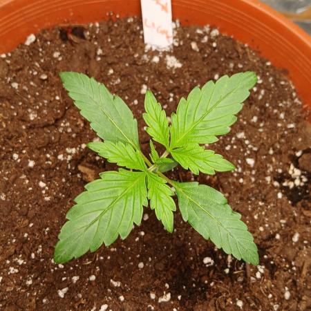 Northern Lights Auto FB