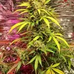 Original strain FastBuds