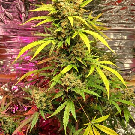 Original strain FastBuds