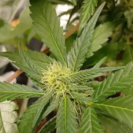 Original strain FastBuds