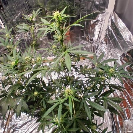 Northern Lights Auto FB