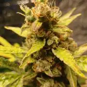 Northern Lights Auto FB