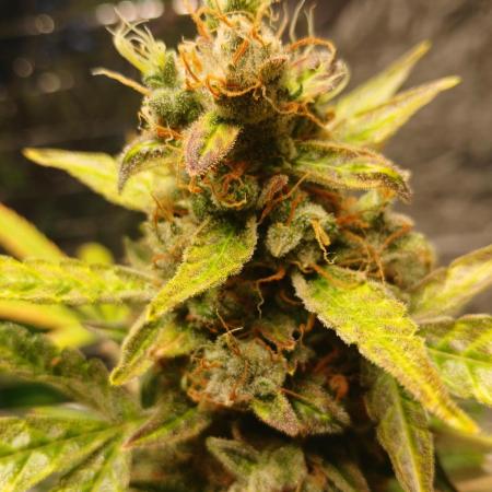 Northern Lights Auto FB