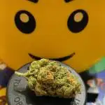 Original strain FastBuds