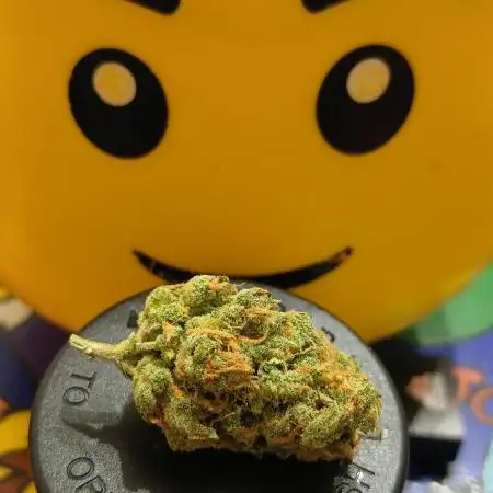 Original strain FastBuds