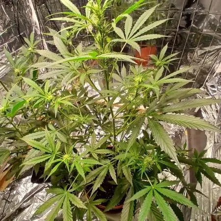 Northern Lights Auto FB
