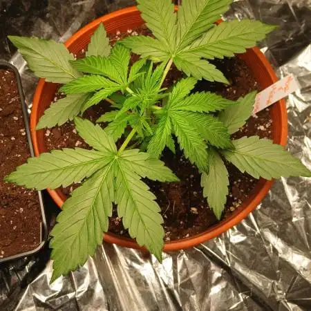 Northern Lights Auto FB