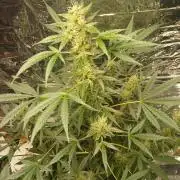 Northern Lights Auto FB