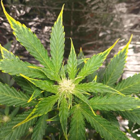 Apricot Auto Fastbuds