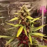Original strain FastBuds