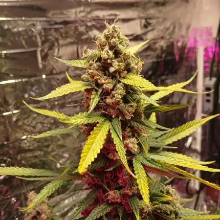 Original strain FastBuds