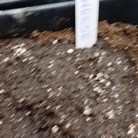 Original strain FastBuds