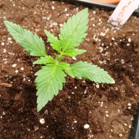 Apricot Auto Fastbuds