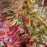 Original strain FastBuds