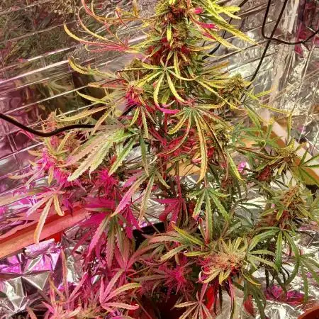 Original strain FastBuds