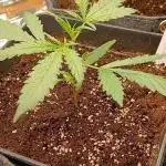 Original strain FastBuds