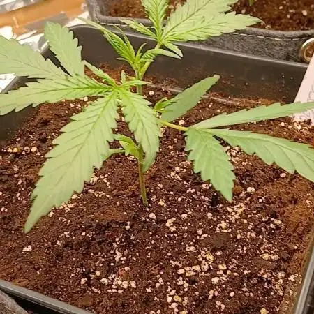 Original strain FastBuds