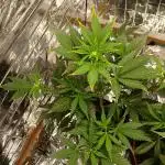 Apricot Auto Fastbuds