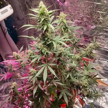 Original strain FastBuds