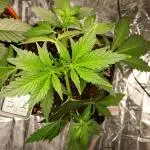 Apricot Auto Fastbuds