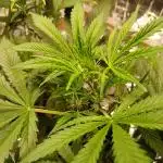 Northern Lights Auto FB