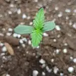 Apricot Auto Fastbuds