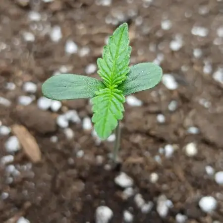 Apricot Auto Fastbuds