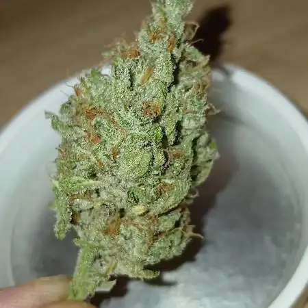 Apricot Auto Fastbuds