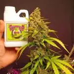 Original strain FastBuds