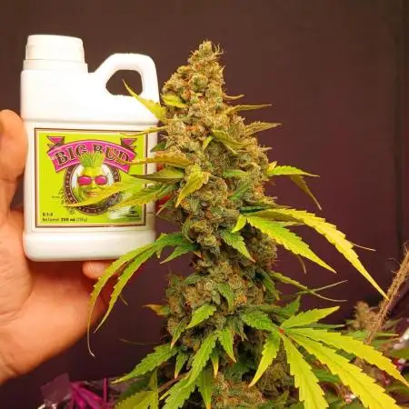 Original strain FastBuds