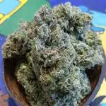 Original strain FastBuds